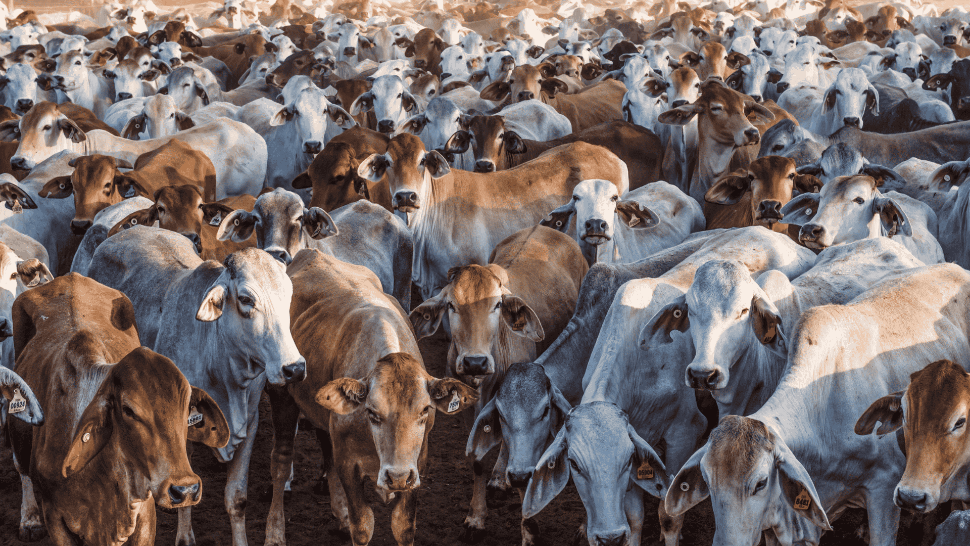 On the cusp of a US herd rebuild