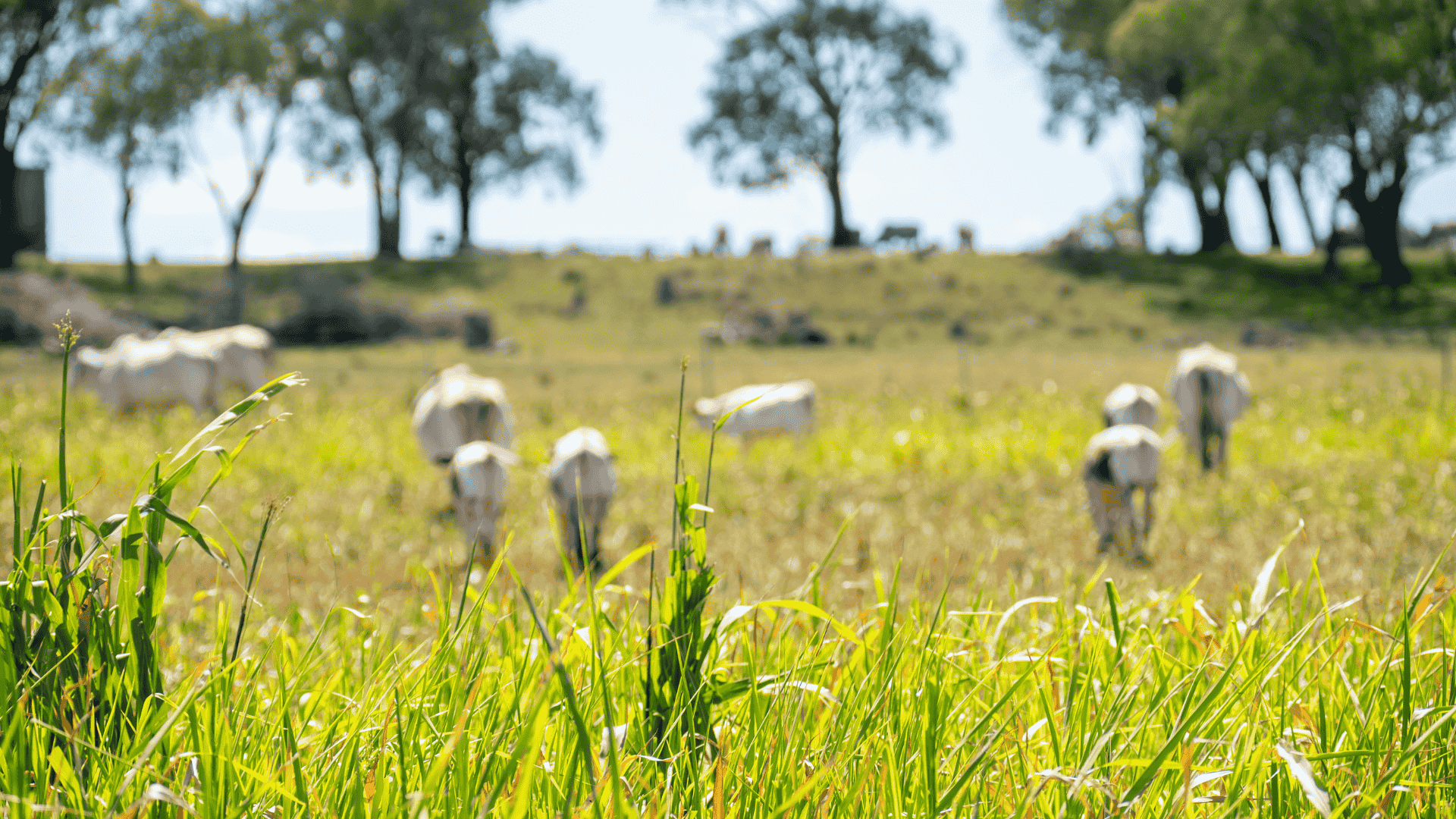 Tick outbreaks emerging inside Queensland’s ‘clean’ cattle zone: what producers need to know