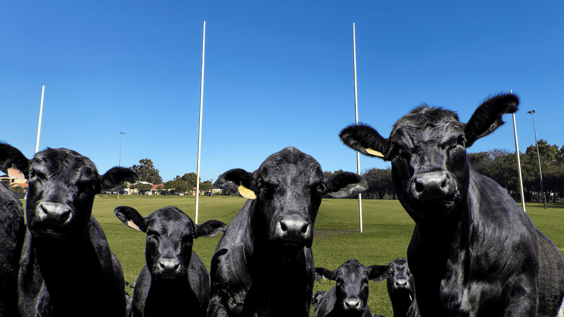 AuctionsPlus names its 2026 “Starting Nine” as footy season gets underway