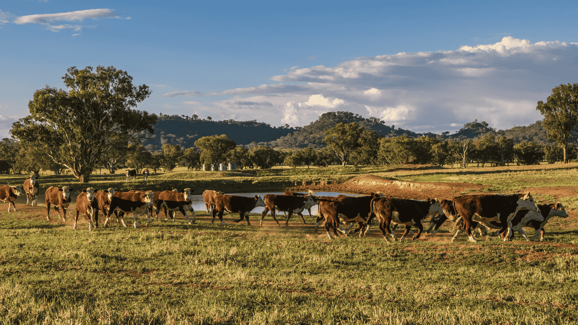 Angus leads, but Black Baldys and Shorthorns steal the spotlight in NSW starting nine