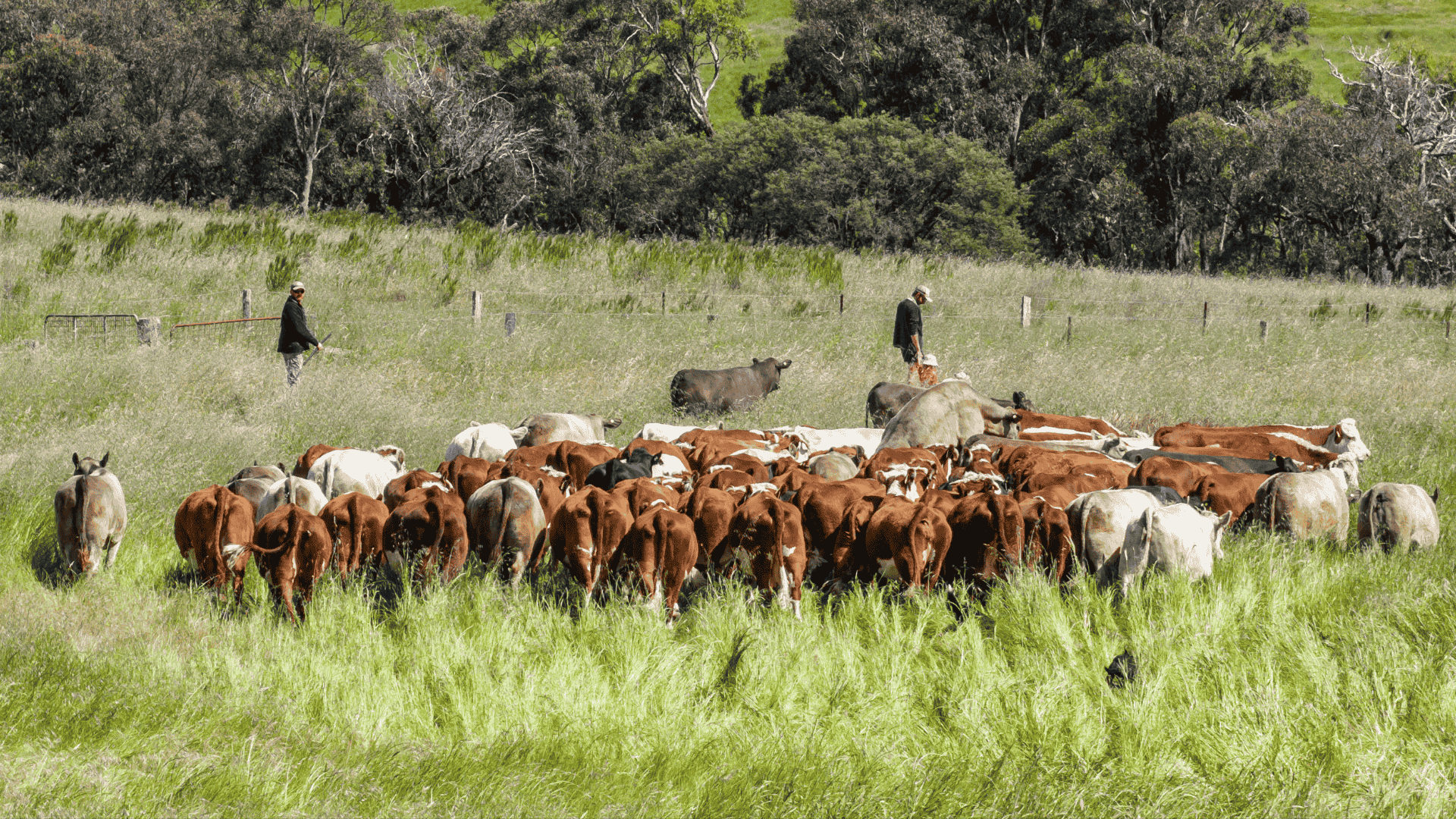 Who's made Victoria's 