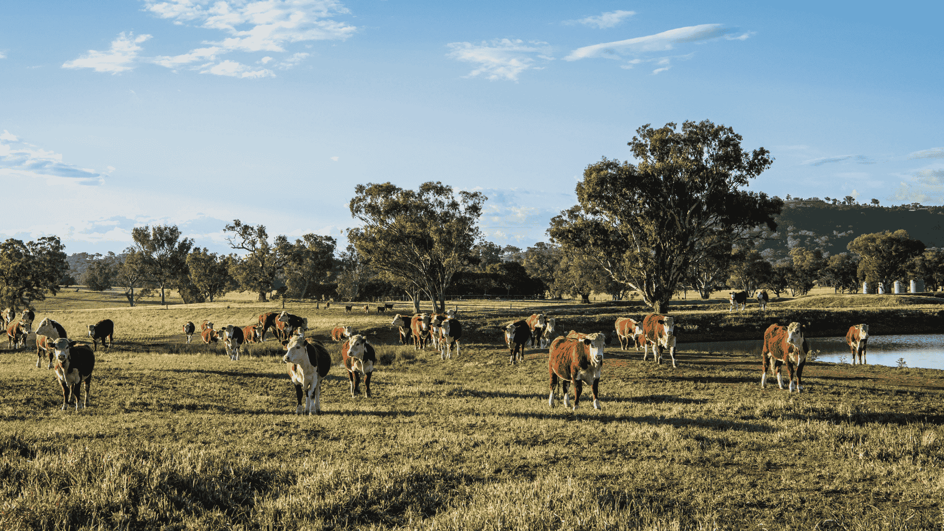 Beef industry uncertainty at its highest levels since the pandemic