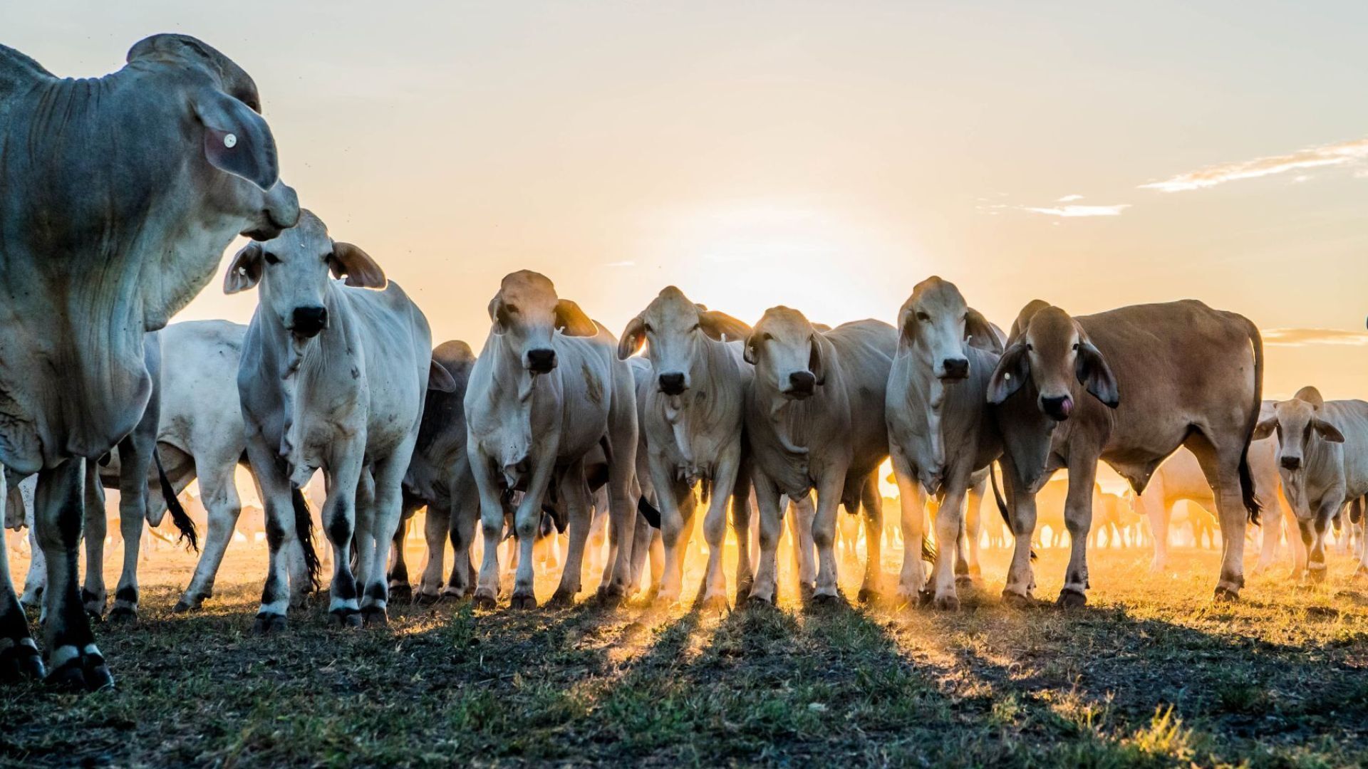 Weekly Cattle Market Report