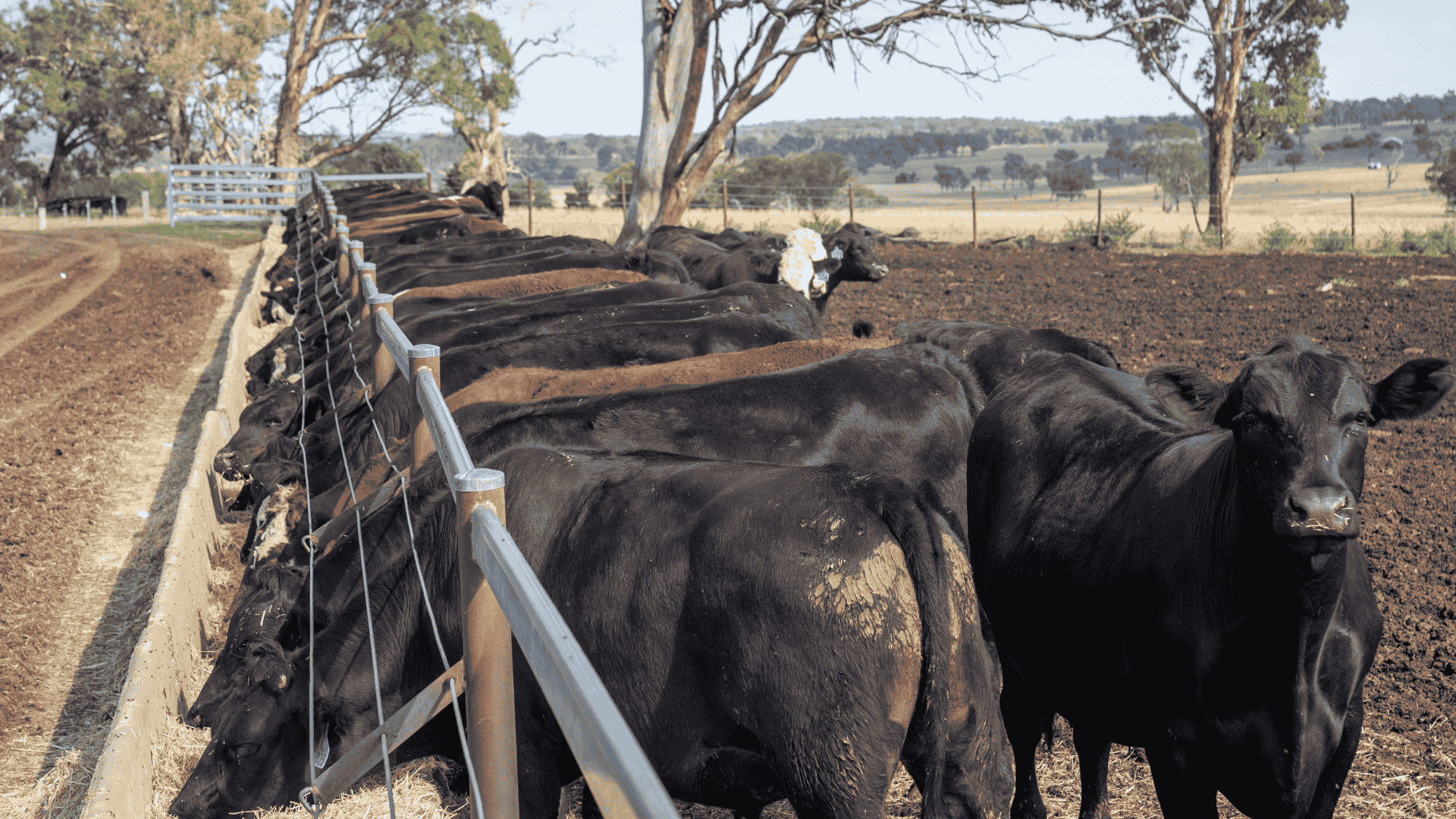 Hefty demand for heavy steers