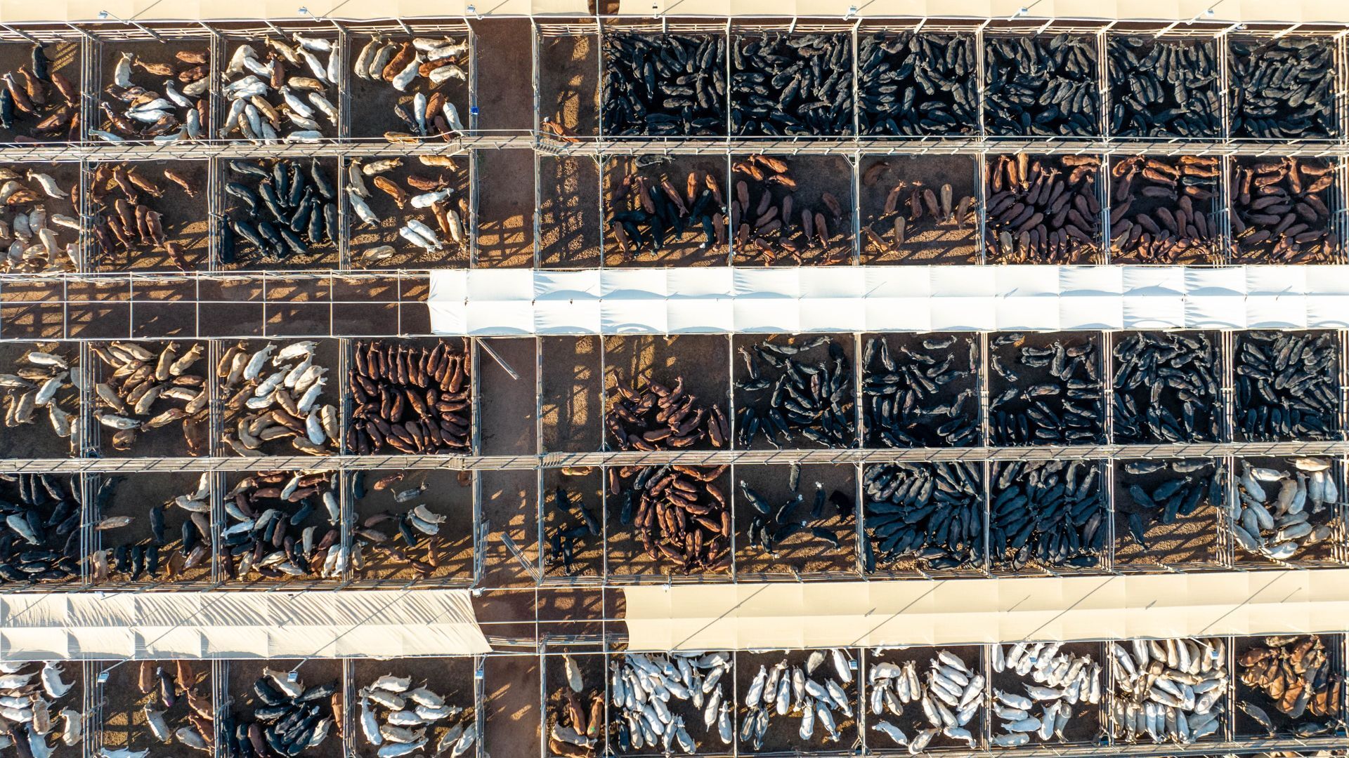 Rainfall drives shift in saleyard dynamics