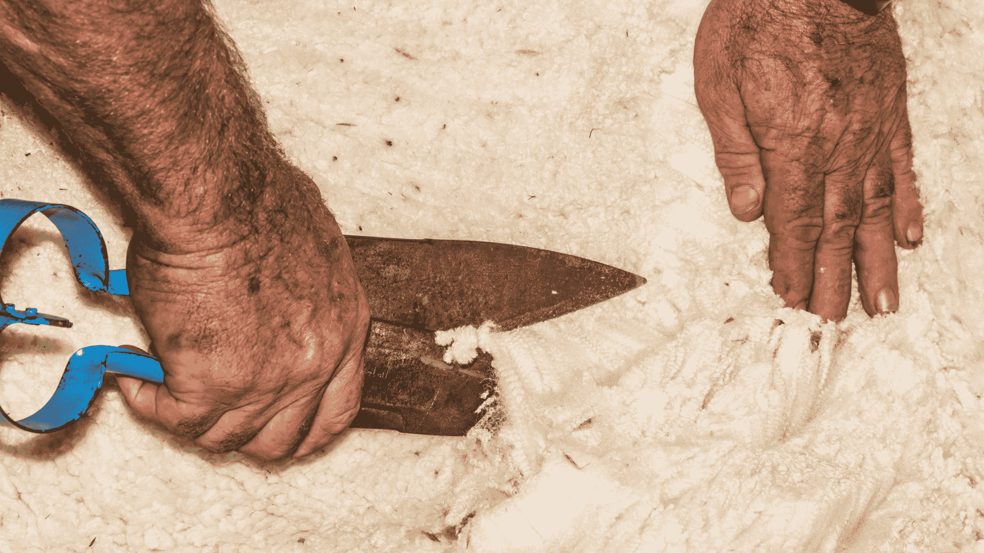 Broad merino price, volume and price ratio