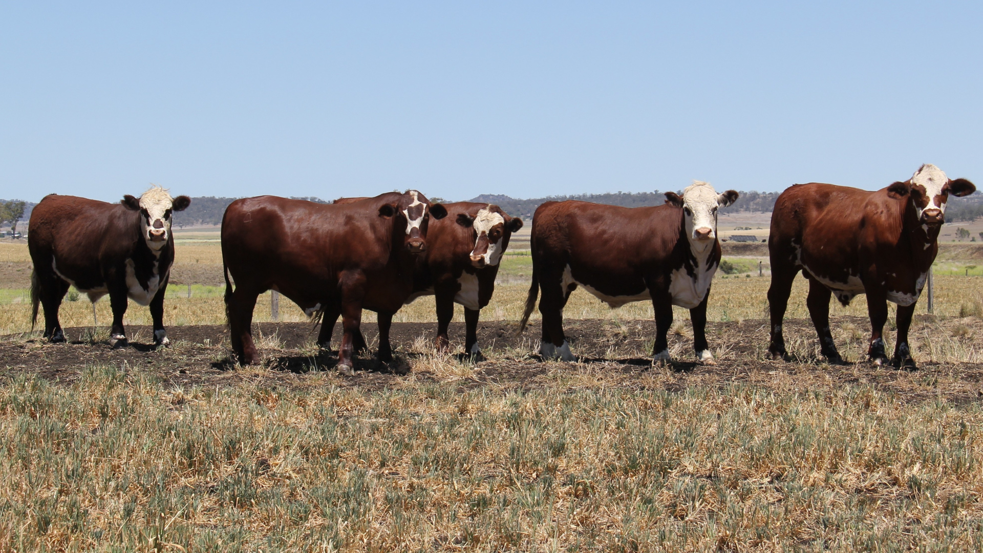 Hereford cross delivers consistency and carcase performance for Queensland producer