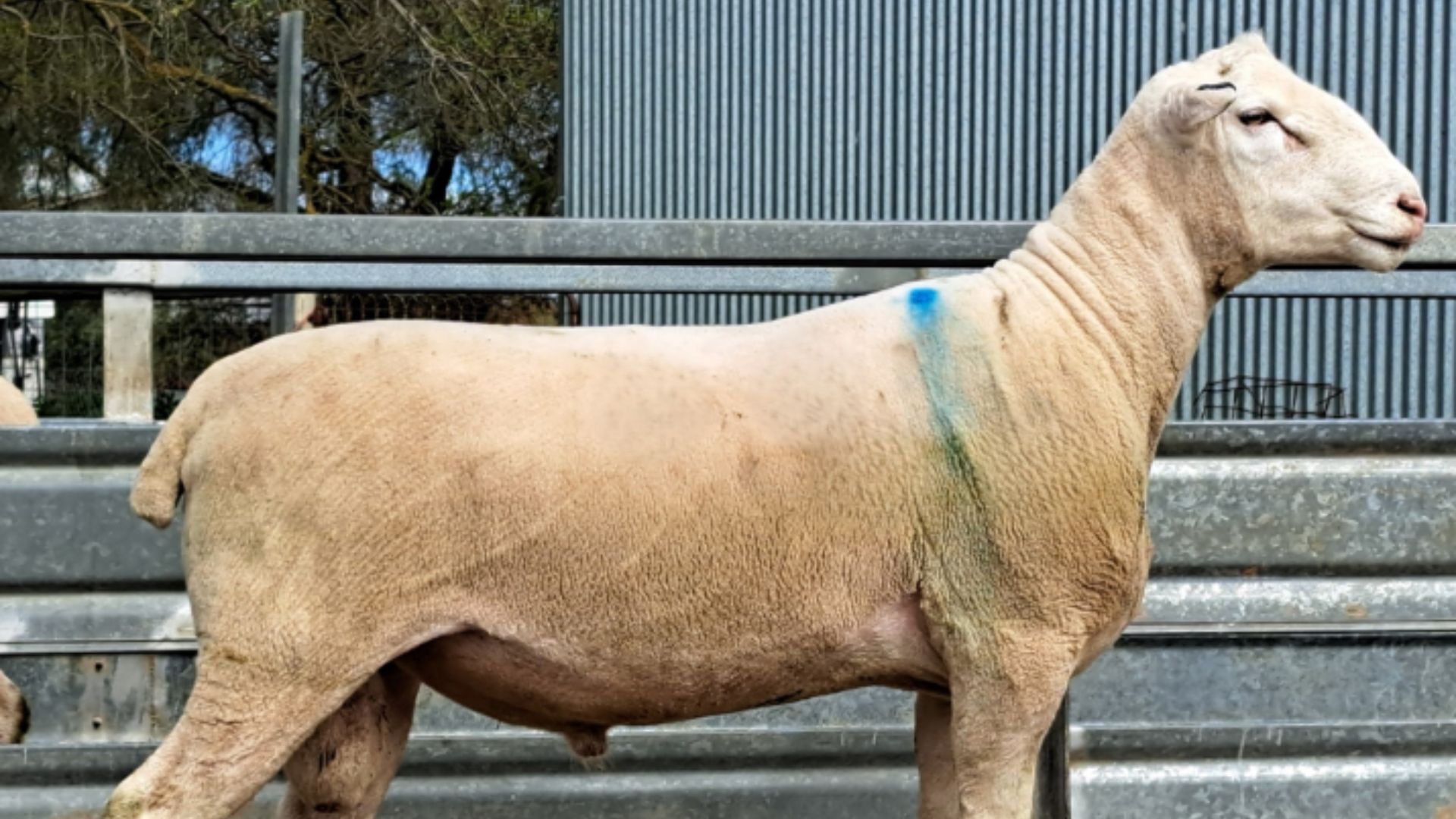 Pepperton stud draws final chapter, raising $13,000 for Bowel Cancer Australia