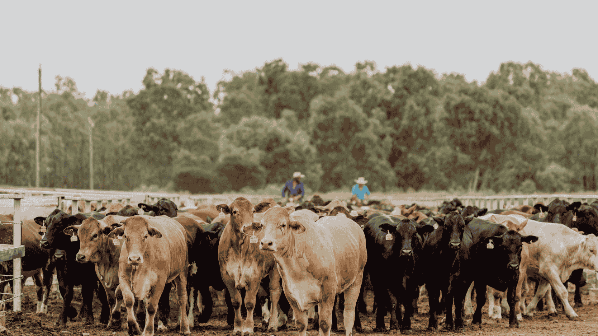 Vandyke Feedlot hits the market in Central Queensland