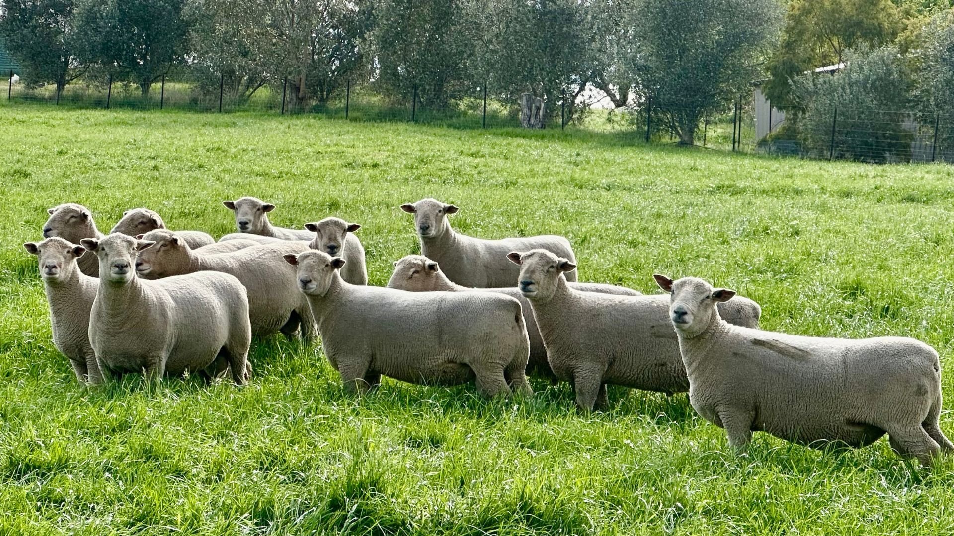 How Southdown Sheep are “Meating the Future”