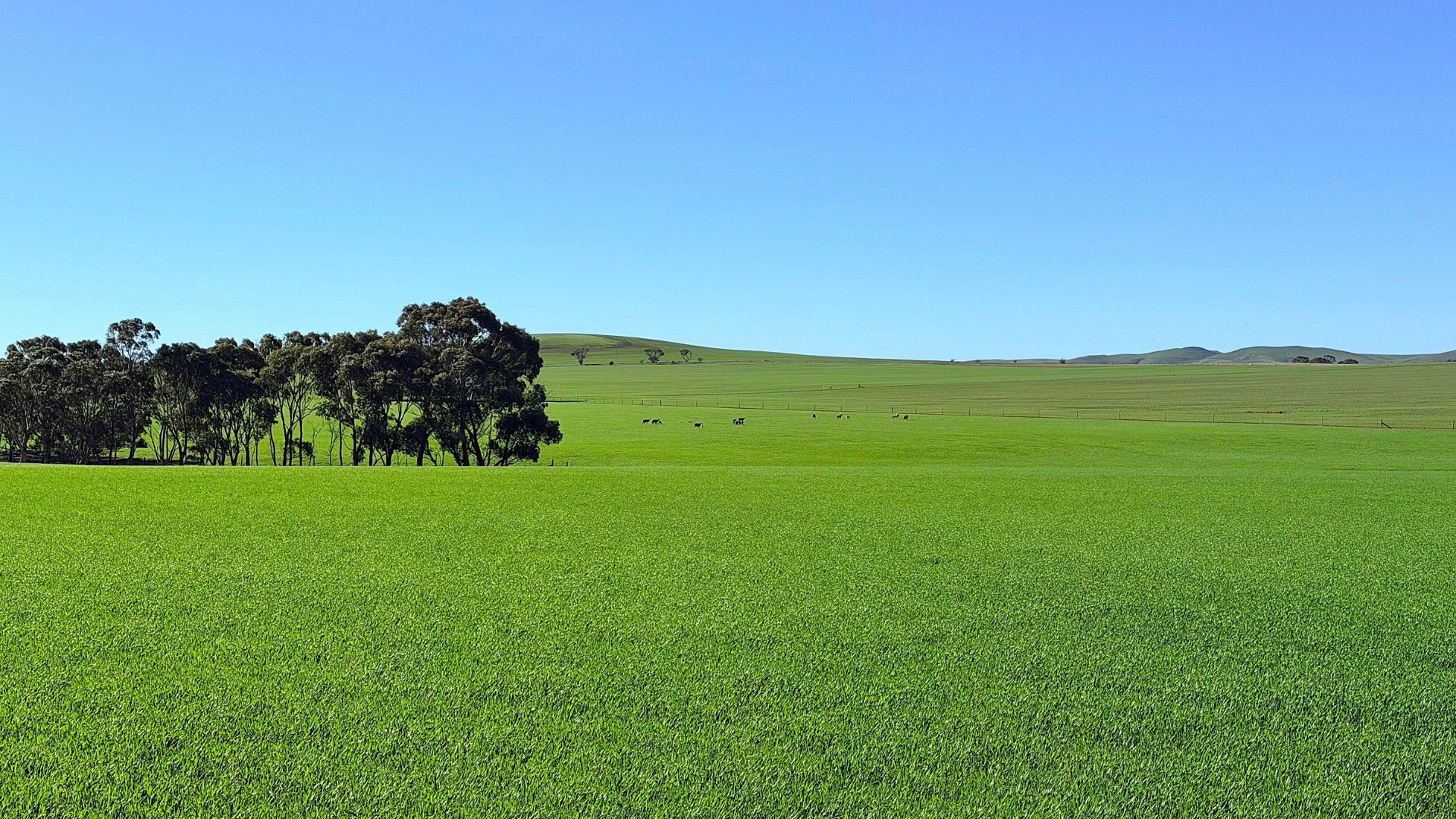 Shannon family's 150-year farming legacy heads to market