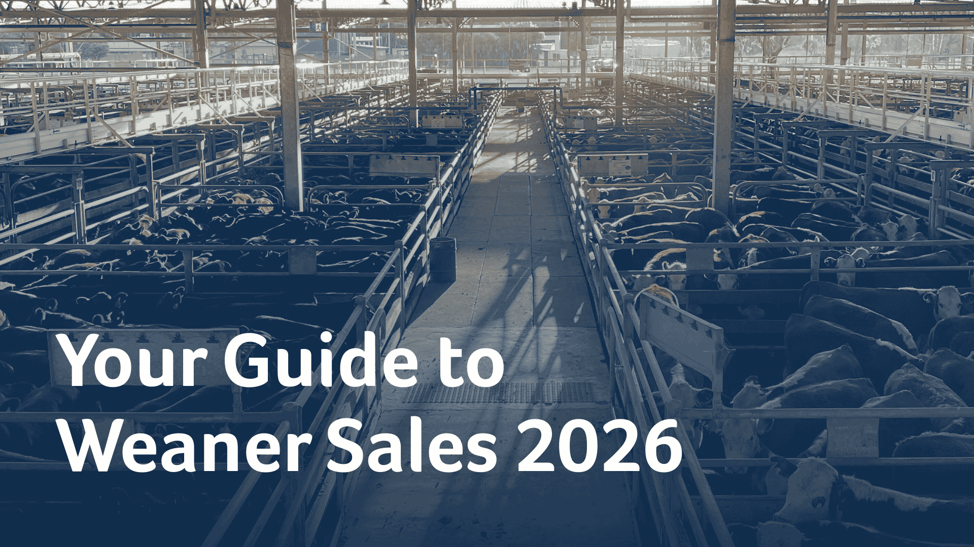 H weaner sale guides