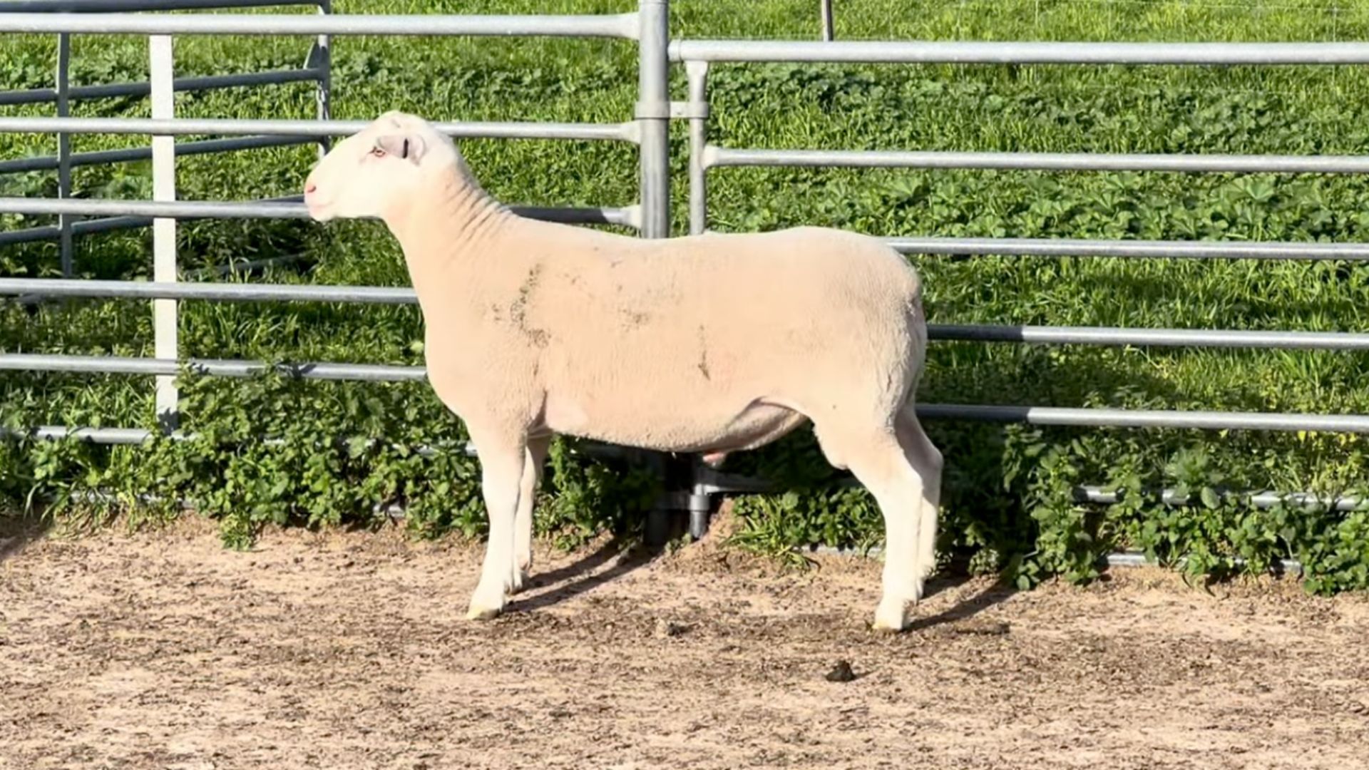 Detpa Grove's record White Suffolk ram tops at $60,000 as stud sales impress nationwide