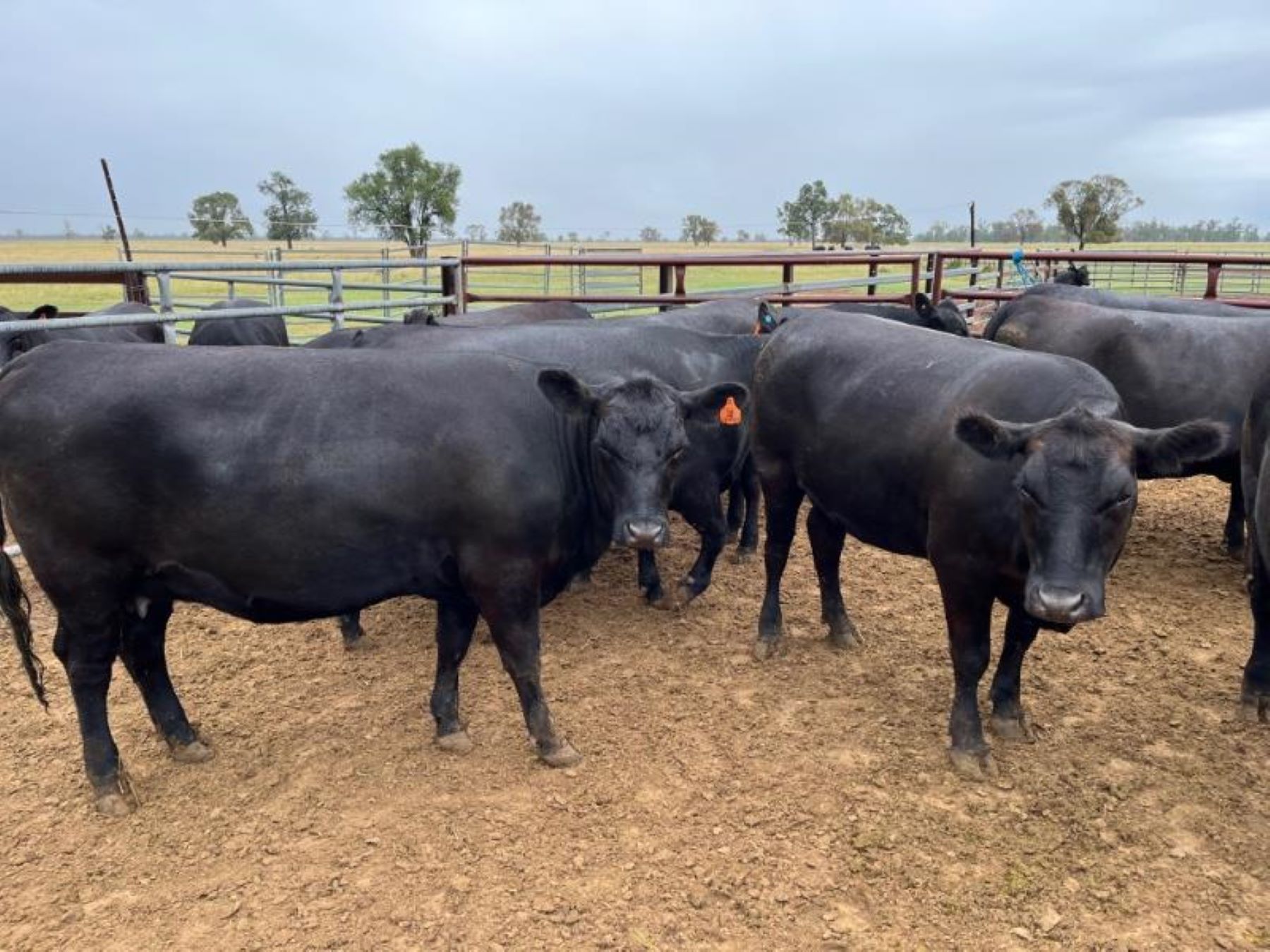 Insta-famous heifers headline tomorrow's Eastern States sale