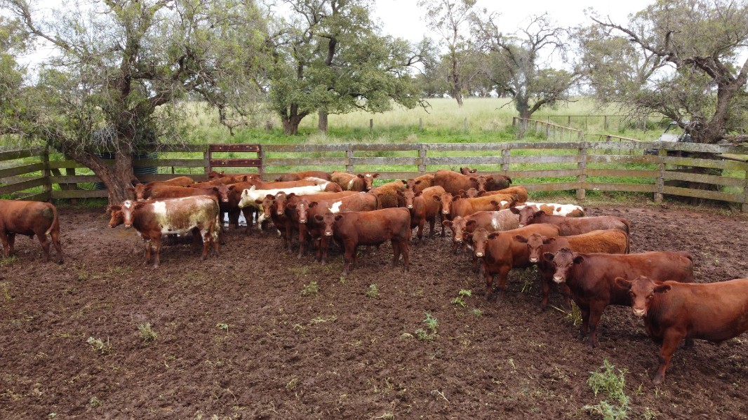 High rain gauges keep cattle numbers low…again