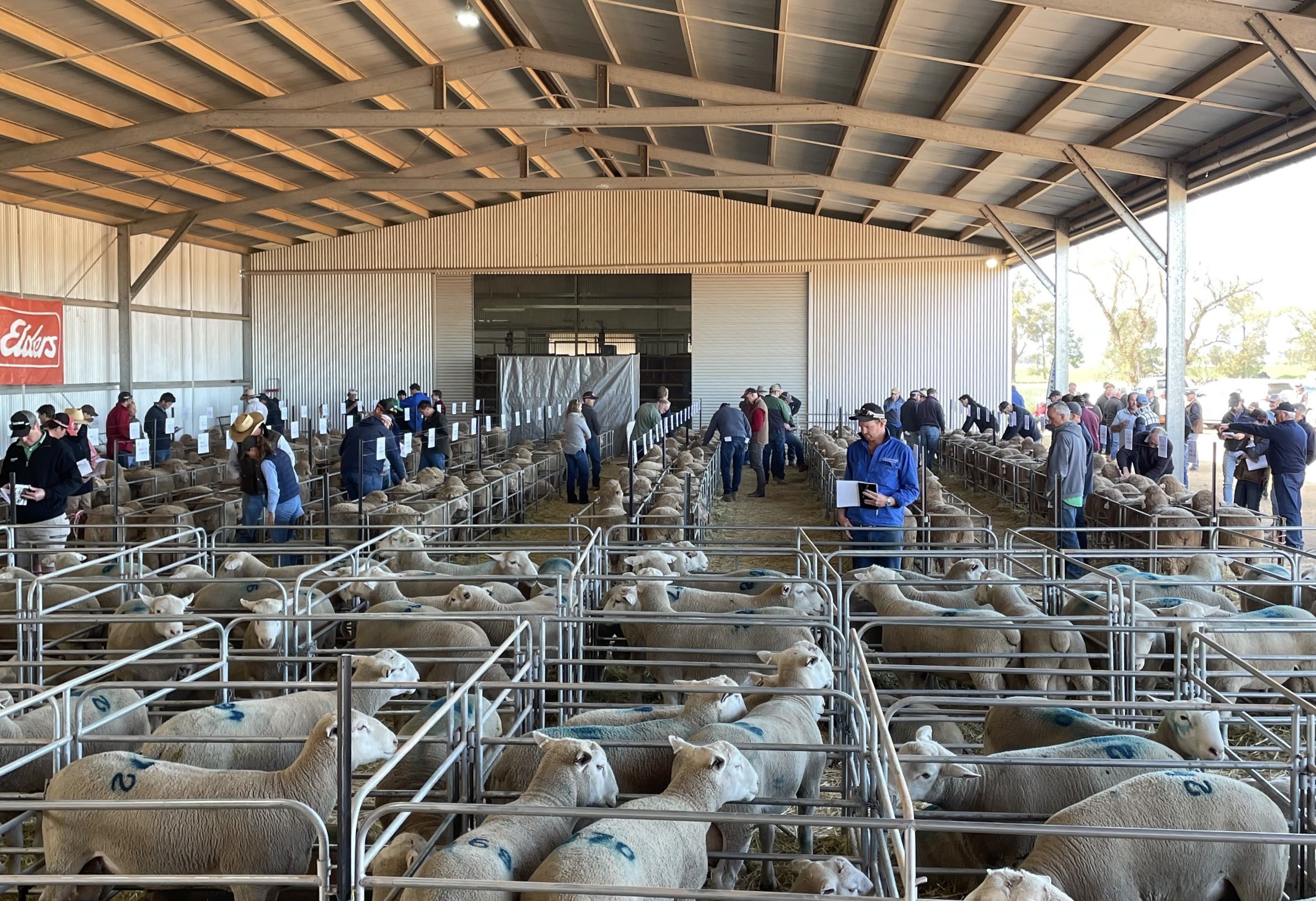 White Suffolk success and Merino momentum drive September ram sales