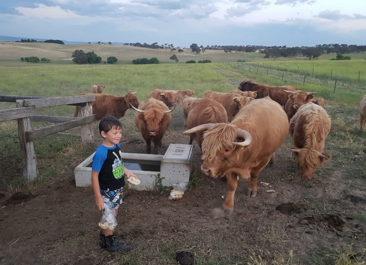 How a Christmas gift sparked a Scottish Highland Cattle empire