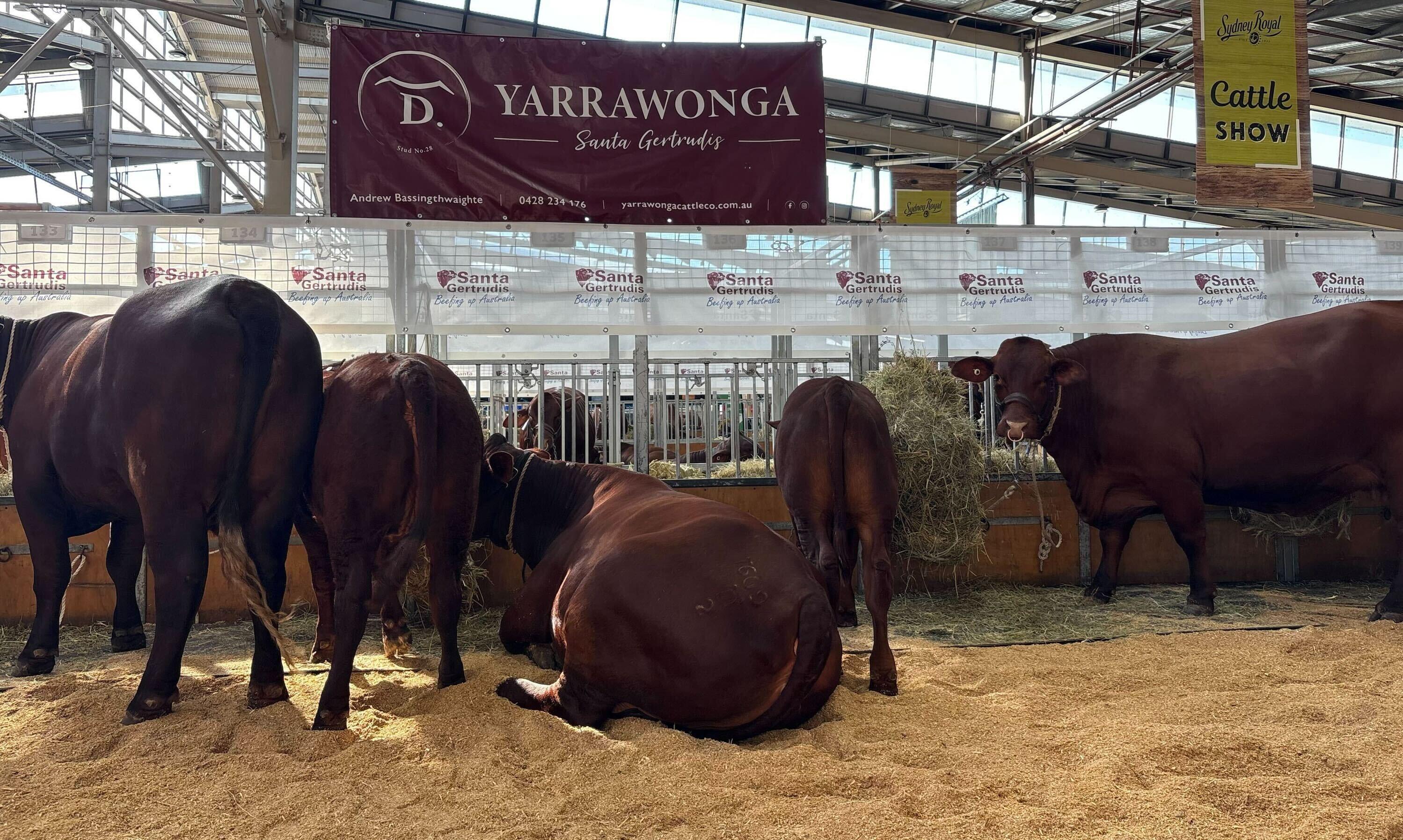 Red-hot return for Santa Gertrudis as the feature breed at Sydney Royal Easter Show