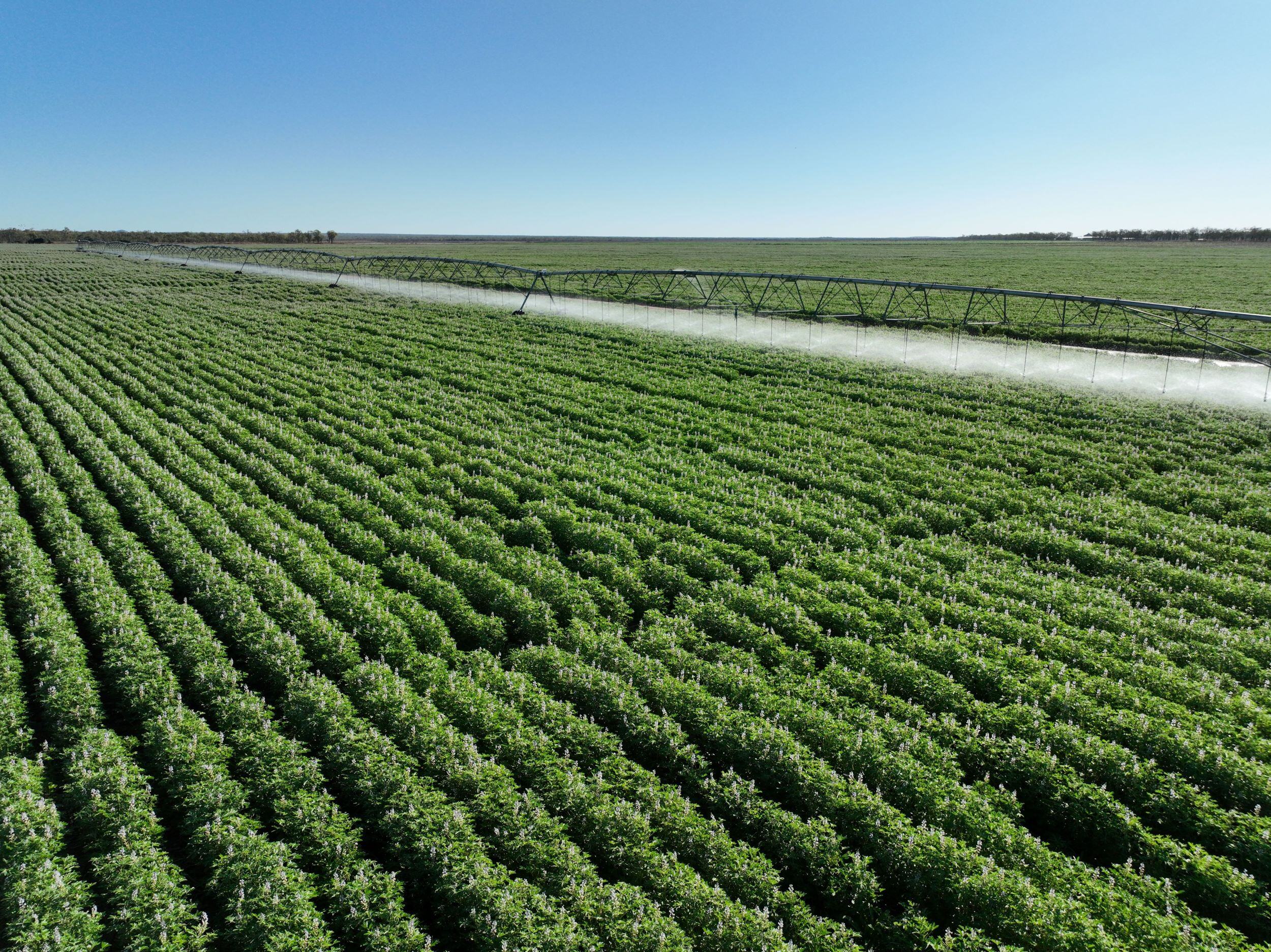 Property Round-up: FNQ cotton powerhouse tipped to fetch $70m plus