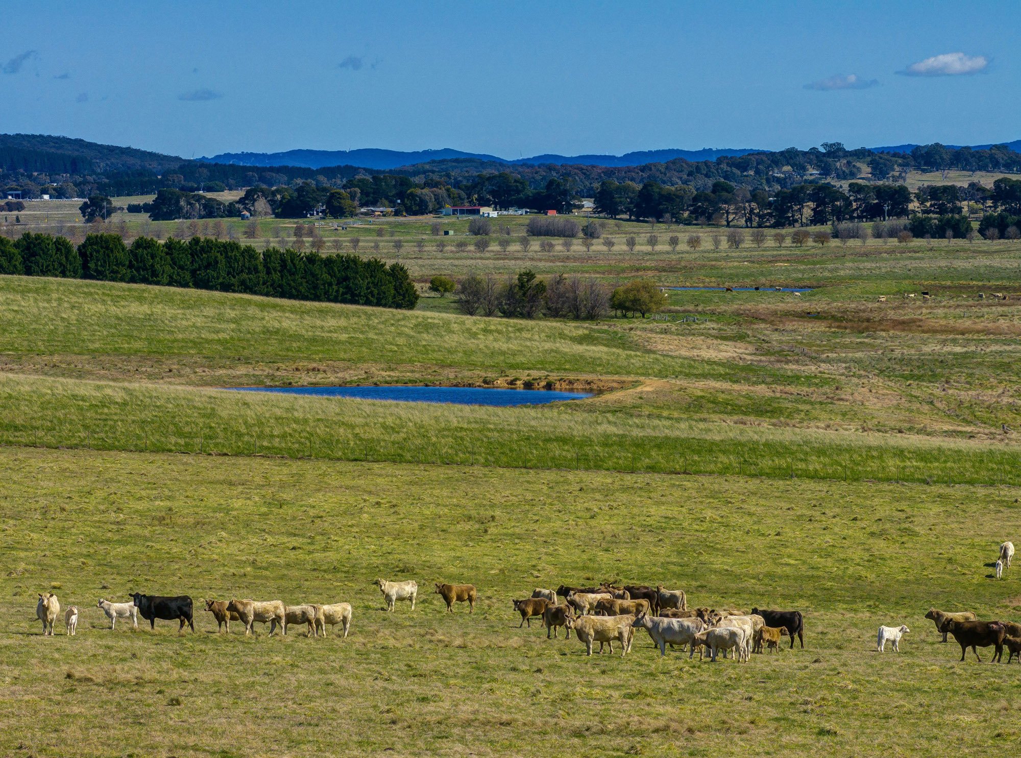 Feathers, fields, and fortunes: iconic Aussie farms up for grabs