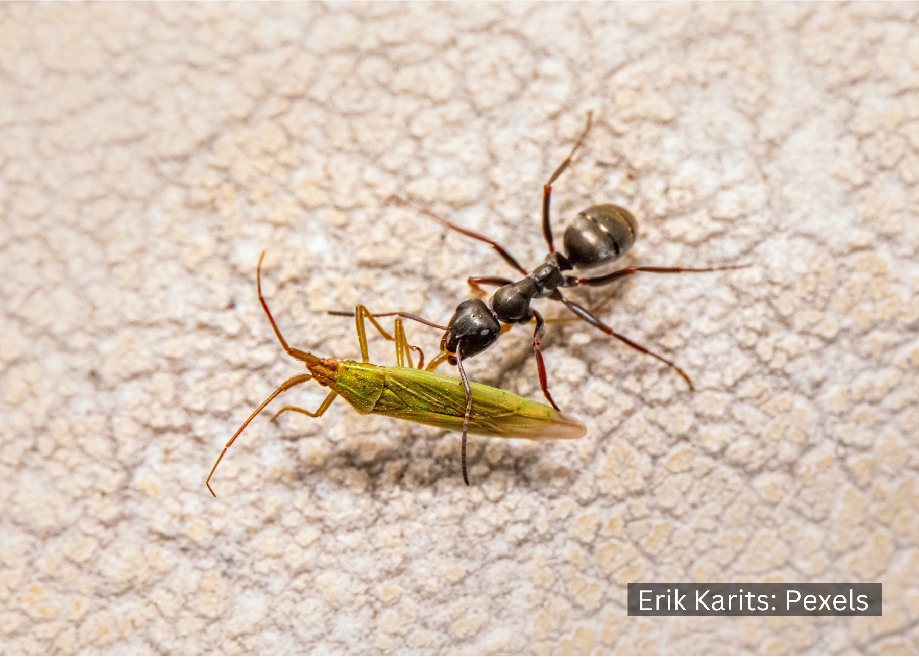 New global report finds the cost of biological invasions is quadrupling every decade