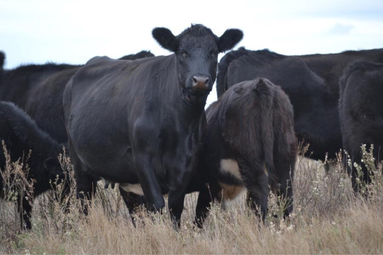 Weekly Cattle Comments - Week ending Friday 1st December