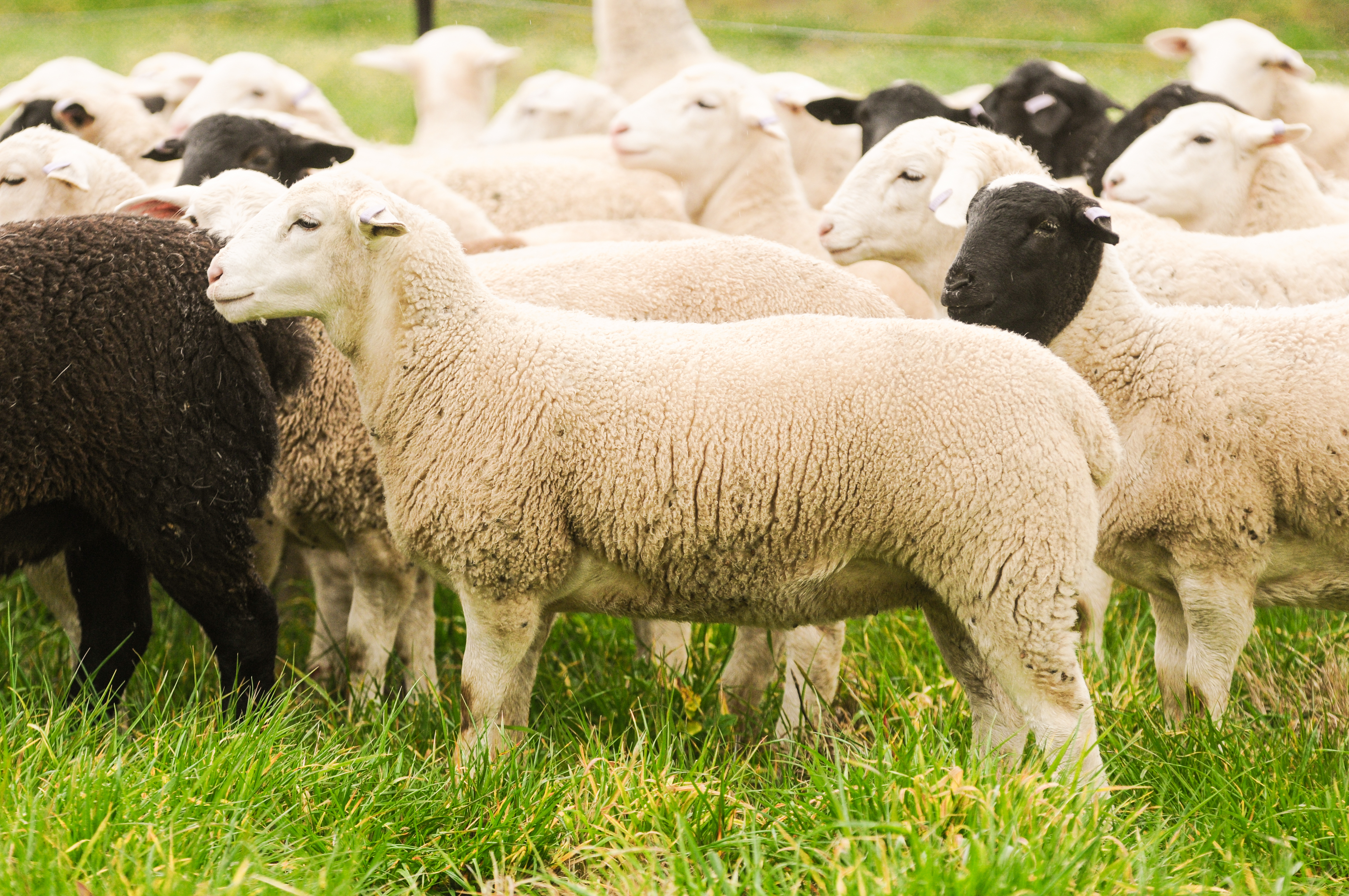 Weekly Sheep & Lamb Comments - Week ending Friday 26th January
