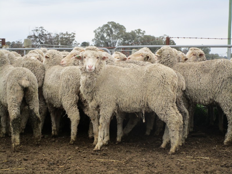 Lambs Flock to the last Commercial Sale of Winter