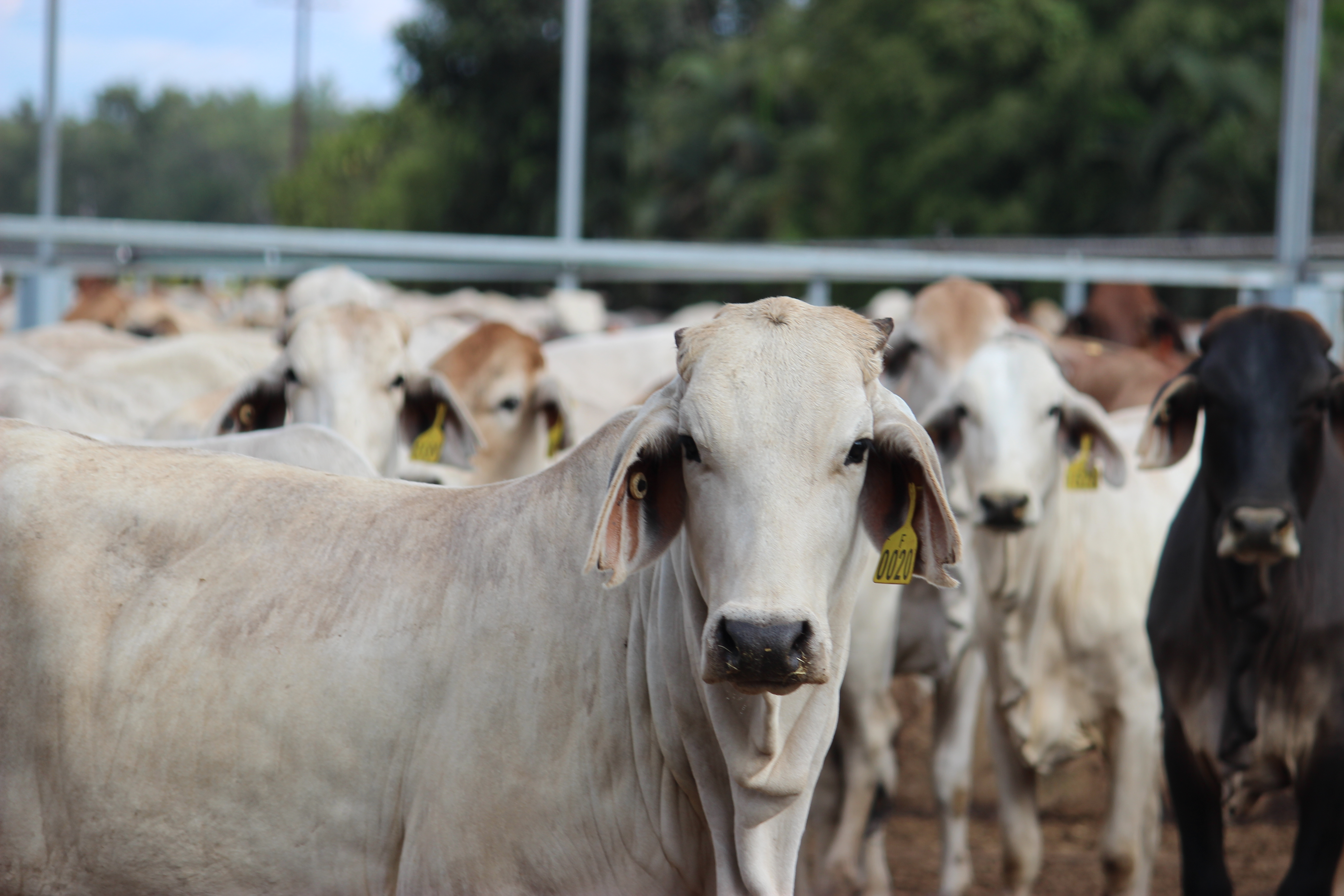 September live cattle exports 21% below five-year average