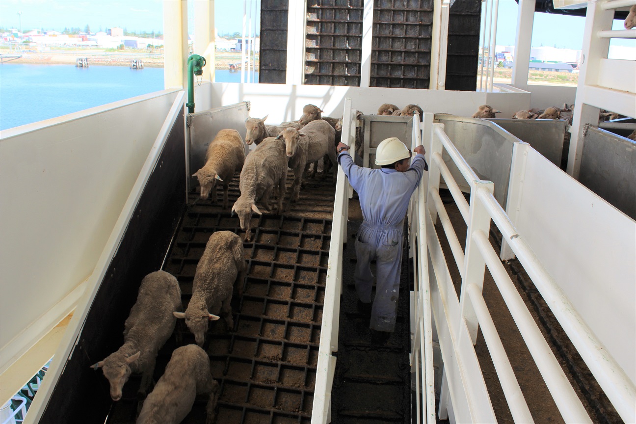 Deadline extended on live sheep export phase out report