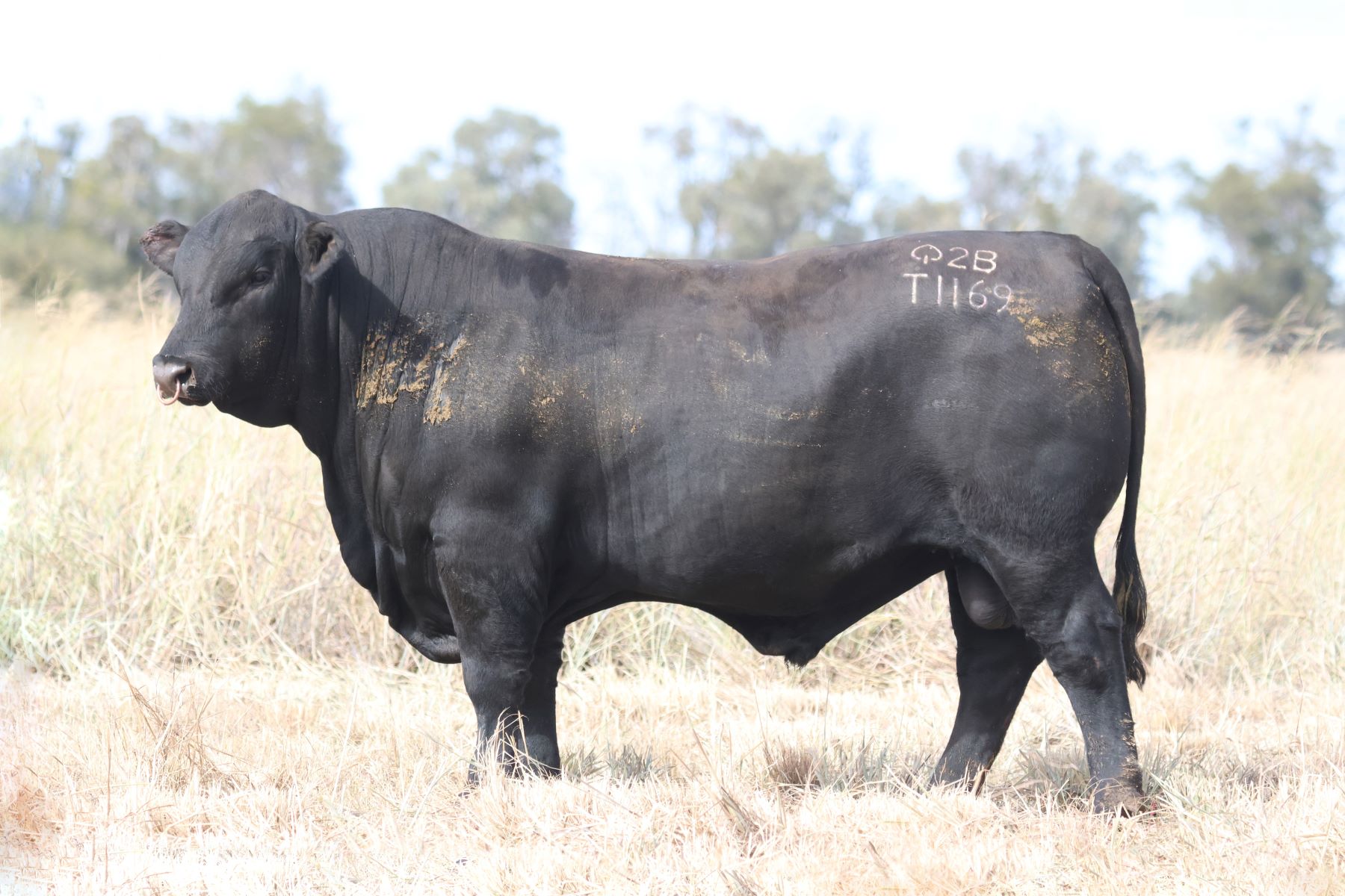 A rare opportunity to secure Ultrablack genetics at Beef24