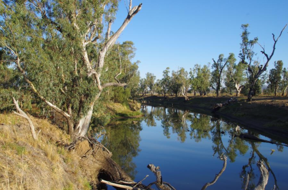Water you waiting for? Rare Lower Namoi water licences up for grabs online