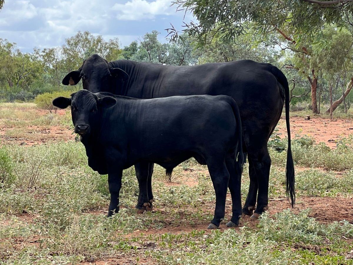 Mount Isa’s mighty 'May Downs' to go under the hammer