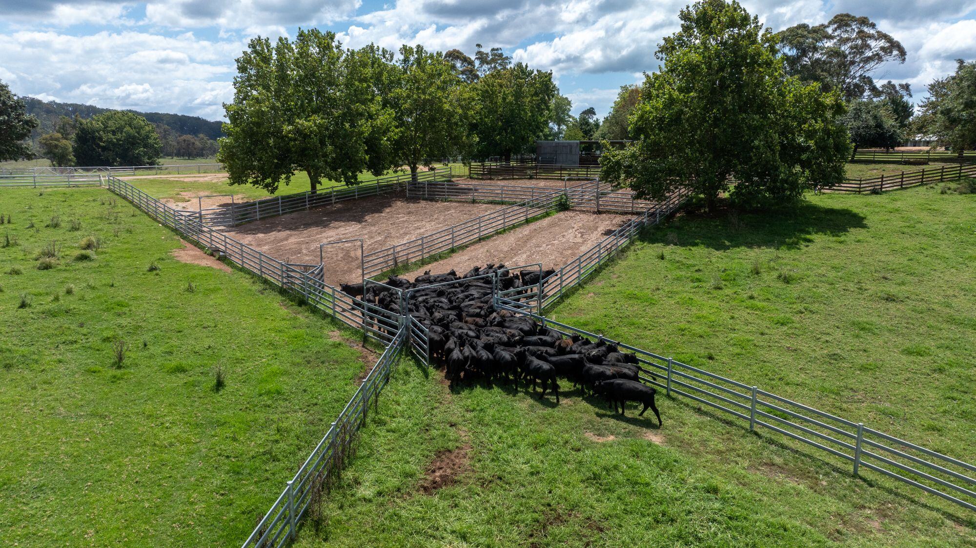 New Forests secures stake in McPhee Beef Farms in $150 million-plus deal