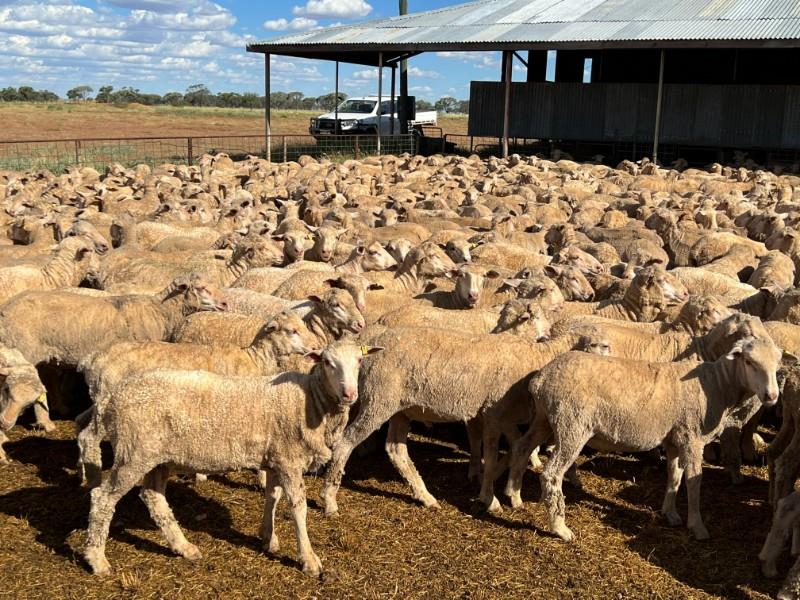 Weekly Sheep & Lamb Comments - Week ending Friday 18th March 2022