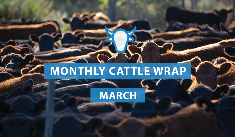 Rain Underpins Cattle Market in March