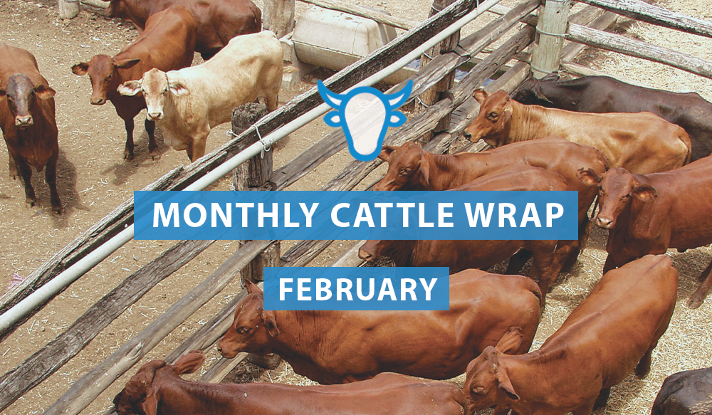Cattle Prices Average 30% Higher Year-on-Year through February