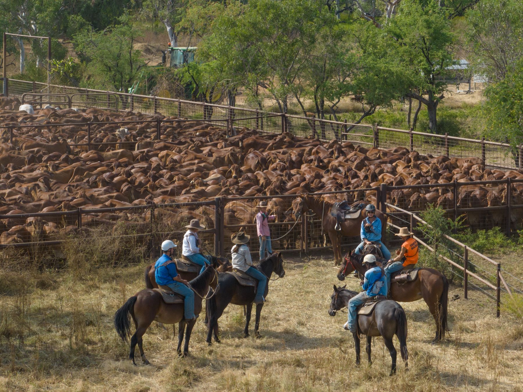 Livestock lifts ag forecast to third greatest on record for 2025-26