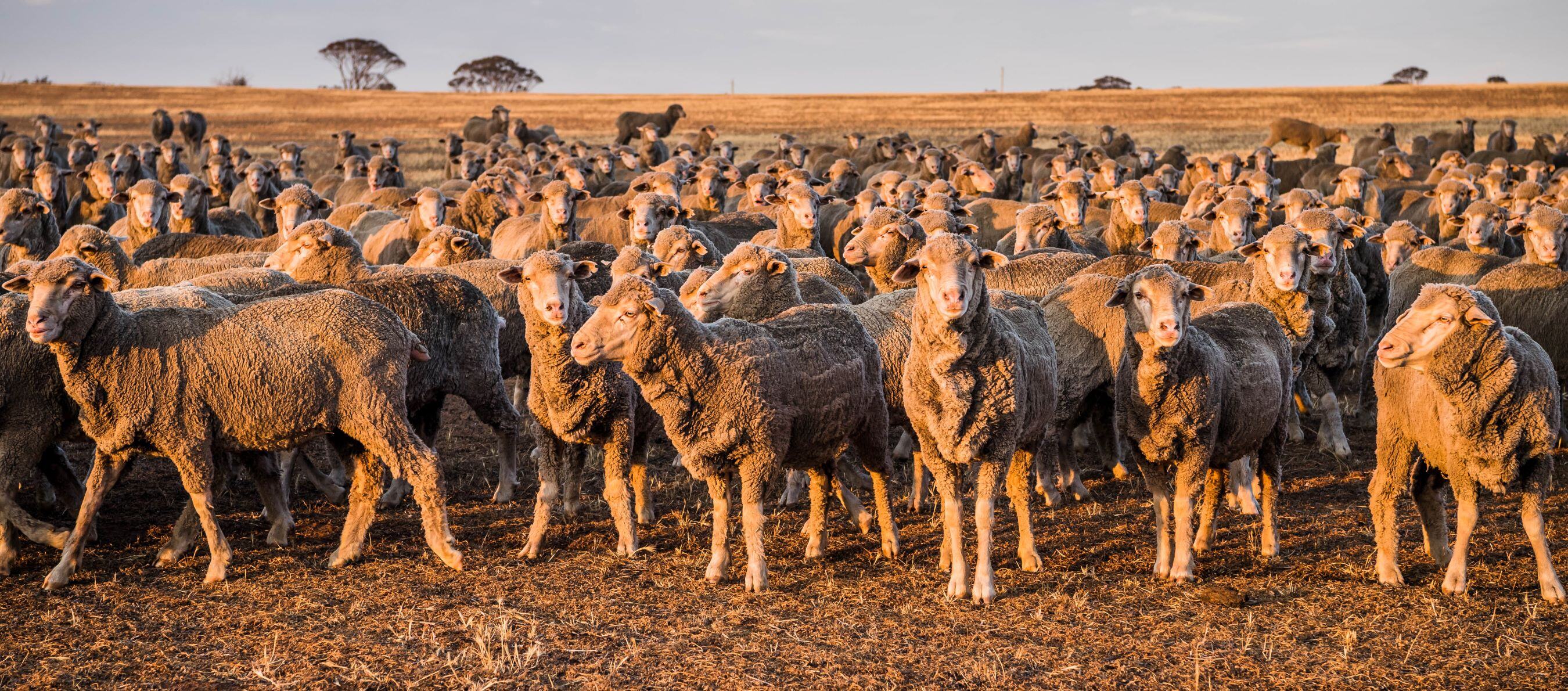 Why mutton is being favoured over lamb