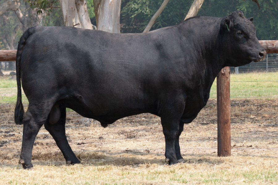 Nampara bull commands top price in online sales this week