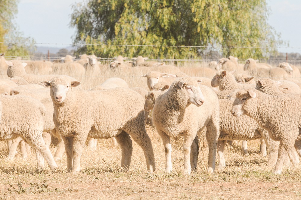 New Season Lambs Leaping onto The Box in 2021