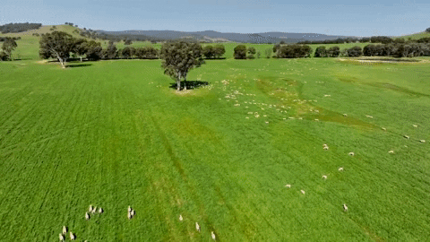 Property Roundup: $100m Border Rivers aggregation