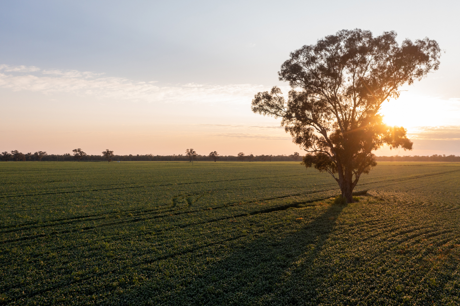 Rural property wrap: Major aggregations and forestry moves
