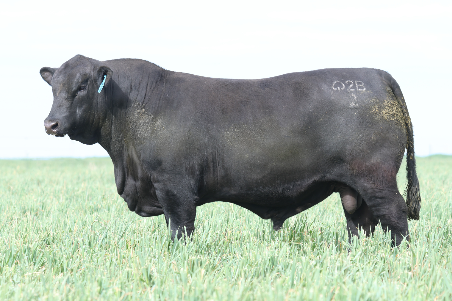 Stud cattle sale results: September 6 to Sept 13