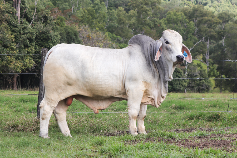 Northern breeds shine as stud sales deliver standout results