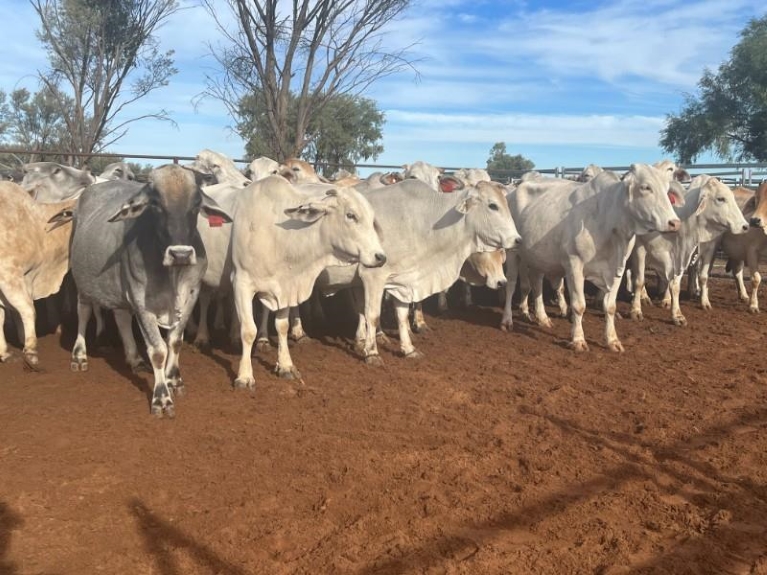 Buyers are cherry-picking the best breeding females