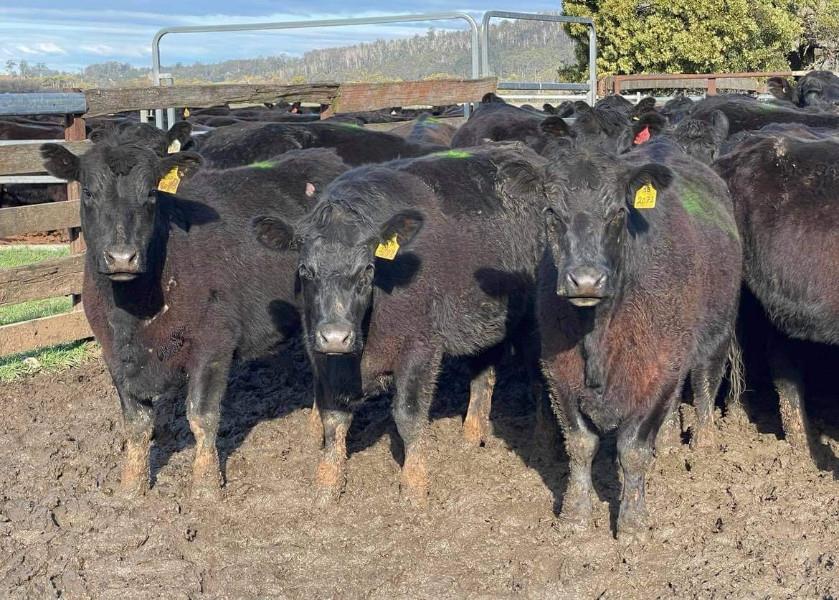 Scrutiny on PTIC heifers this week