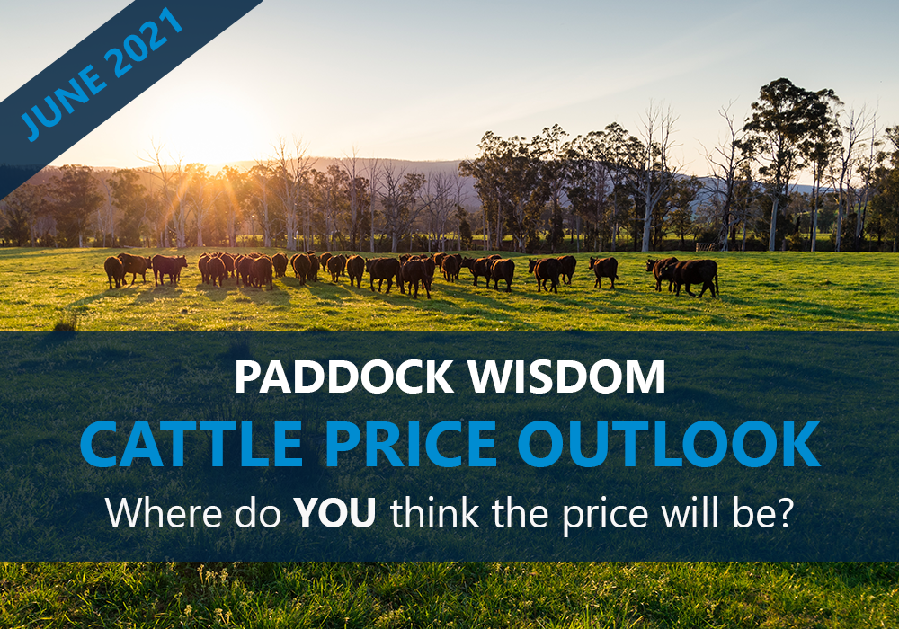 Where do YOU see the Cattle Price for December 2021?