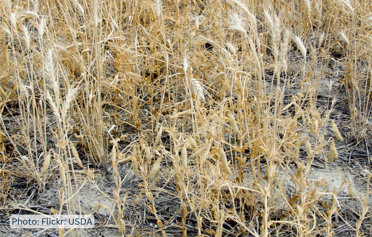 Climate change threatens to cause ‘synchronised harvest failures’