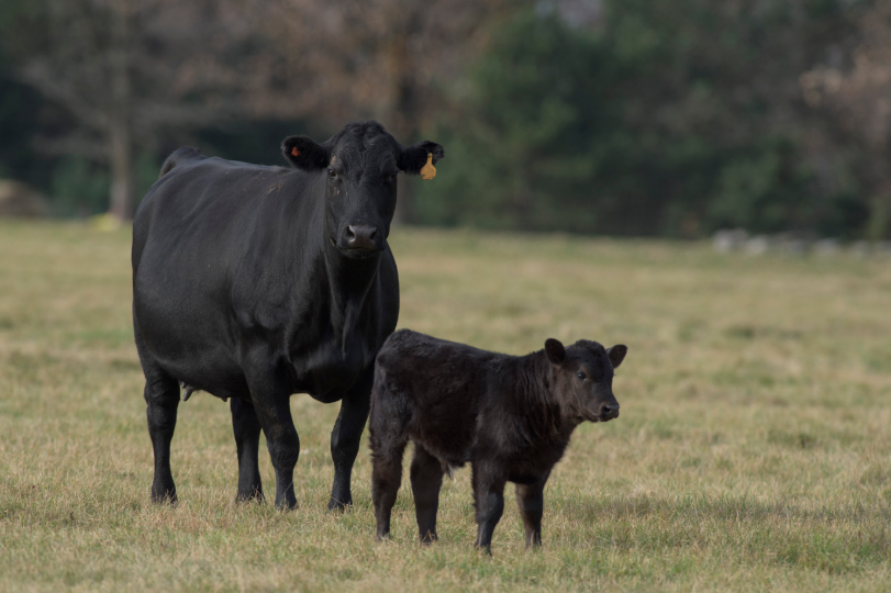 Pestivirus in Australian cattle: Less calves, late calves, sick calves